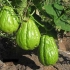 Chayote (meksički krastavac): kako saditi, što je korisno, kako kuhati, fotografija, skladištenje